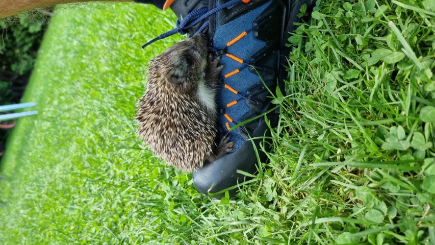 little hedgehog